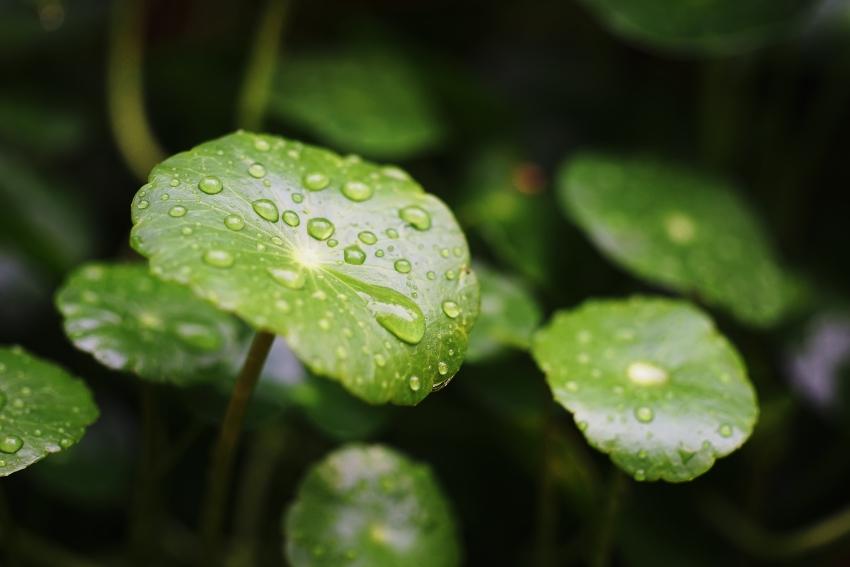 Indischer Wassernabel