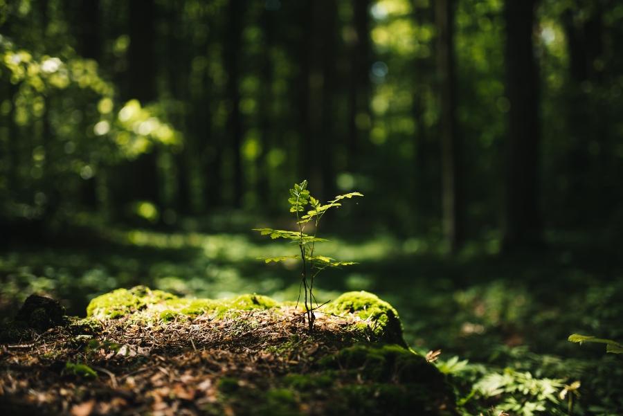 wald-rohstoff-nachhaltig