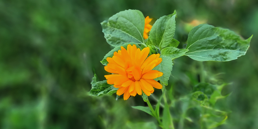 Ringelblume vielseitige Heilpflanze bei unreiner Haut